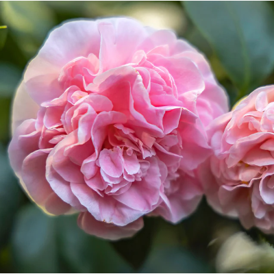 Camelia Japonica Debutante la Ghiveci 2L - Delicatețe Roz .