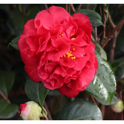 Camelia Japonica Kramers Supreme la Ghiveci 2L Rosie.