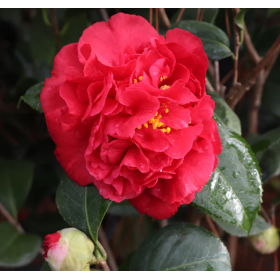 Camelia Japonica Kramers Supreme la Ghiveci 2L Rosie.