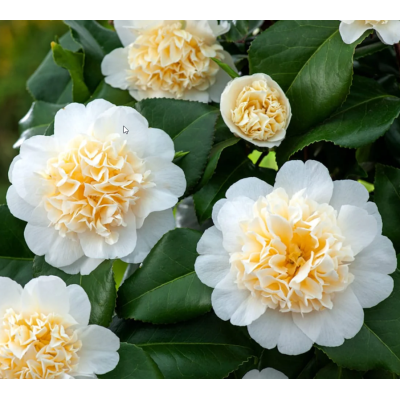 Camelia Japonica Brushfields la Ghiveci 2L Roz-Alb.