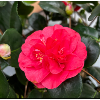 Camelia Japonica Double Red la Ghiveci 2L - Eleganță Rosie.
