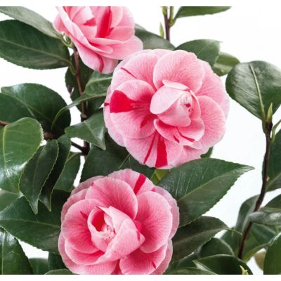 Camelia Japonica Bonomiana la Ghiveci 2L - Eleganță Bicoloră.