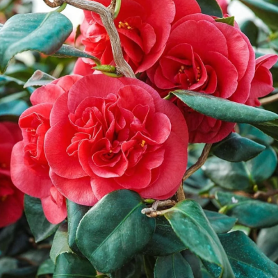 Camelia Japonica Curly Lady la Ghiveci 2L - Farmec Ondulat.