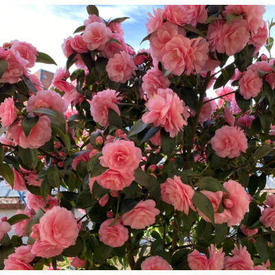 Camelia Japonica Spring Festival la Ghiveci 2L.