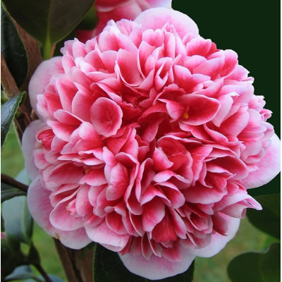 Camelia Japonica Volunteer la Ghiveci 2L - Spectacol de Roz.