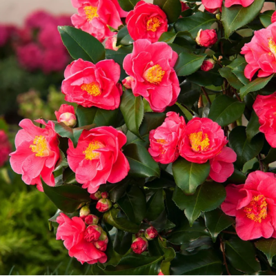 Camelia Japonica King Planta la Ghiveci 2L: Camelie Rosie.