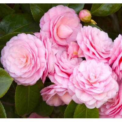 Camelia Japonica Pearl Maxwell - Roz Vibrant Ghiveci de 2L.