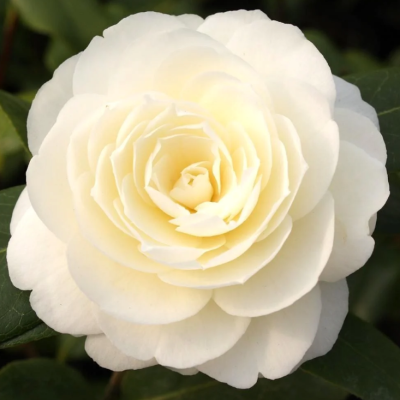 Camelia Japonica Dahlonega la Ghiveci 2L, Alb Pur.