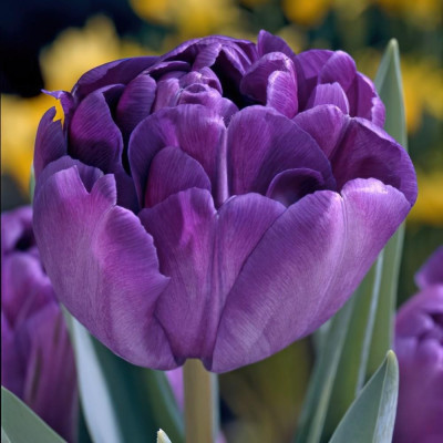 Bulbi Lalele Blue Diamond 12+ (Bătute, Violet-Albăstrui, Tip Bujor)