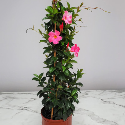 Dipladenia Roz "Pretty Pink" - Ghiveci P9