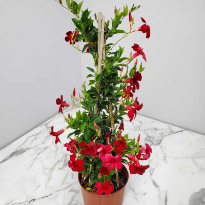 Dipladenia Rosie "Pretty Red" - Ghiveci P9