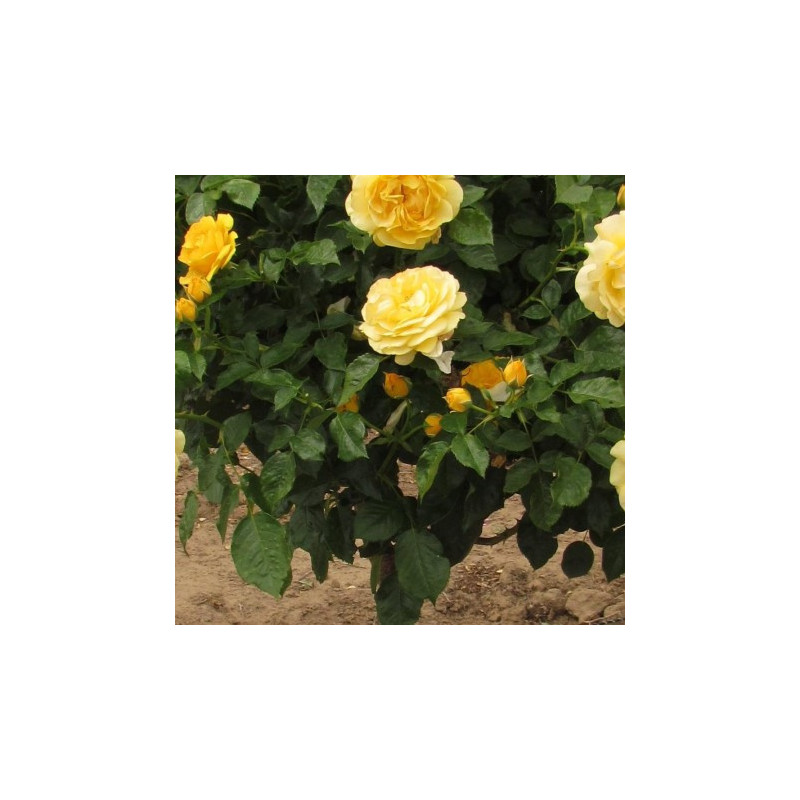 Pachet 12 Trandafiri Pomisor de Gradina in Ghiveci 5L, 170cm