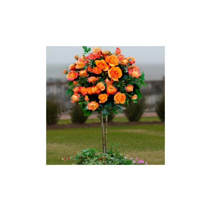 Pachet 12 Trandafiri Pomisor de Gradina in Ghiveci 5L, 170cm