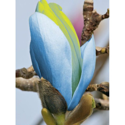 Magnolia Albastra Opal de Vanzare in Ghiveci 2L (40-50cm)