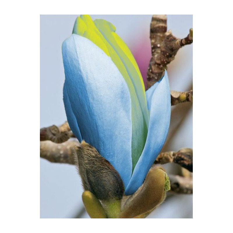 Magnolia Albastra Opal de Vanzare in Ghiveci 2L (40-50cm)