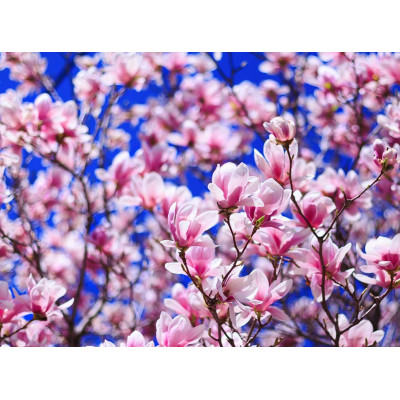 Magnolia Albastra Opal de Vanzare in Ghiveci 2L (40-50cm)