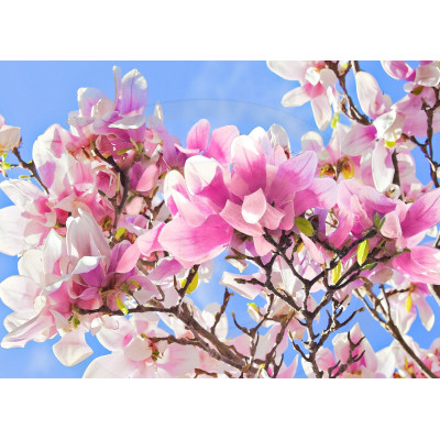 Magnolie Roze Înrădăcinată Ghiveci 2L: Magnolii de Vanzare.