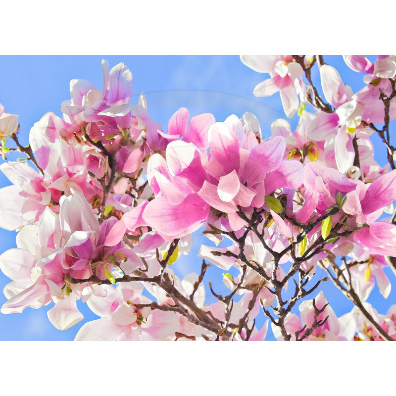 Magnolie Roze Înrădăcinată Ghiveci 2L: Magnolii de Vanzare.