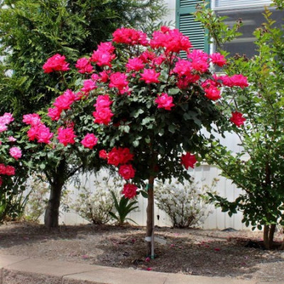 Pachet 12 Trandafiri Pomisor de Gradina in Ghiveci 5L, 170cm