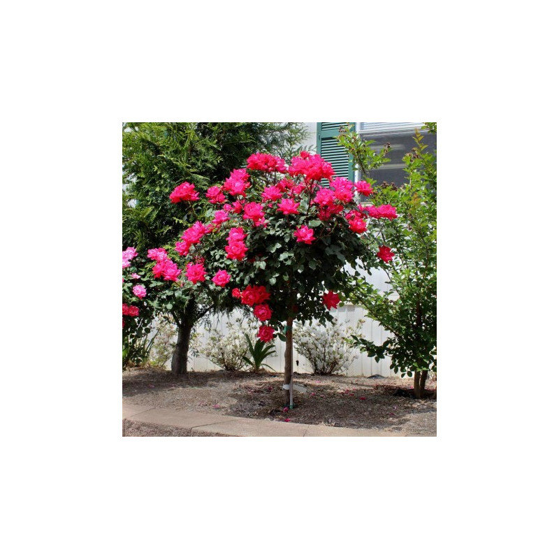 Pachet 12 Trandafiri Pomisor de Gradina in Ghiveci 5L, 170cm
