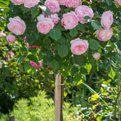 Pachet 12 Trandafiri Pomisor de Gradina in Ghiveci 5L, 170cm