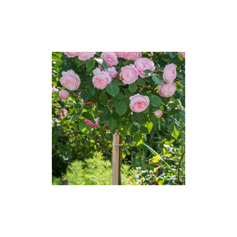 Pachet 12 Trandafiri Pomisor de Gradina in Ghiveci 5L, 170cm