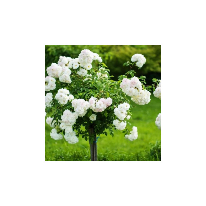 Pachet 12 Trandafiri Pomisor de Gradina in Ghiveci 5L, 170cm