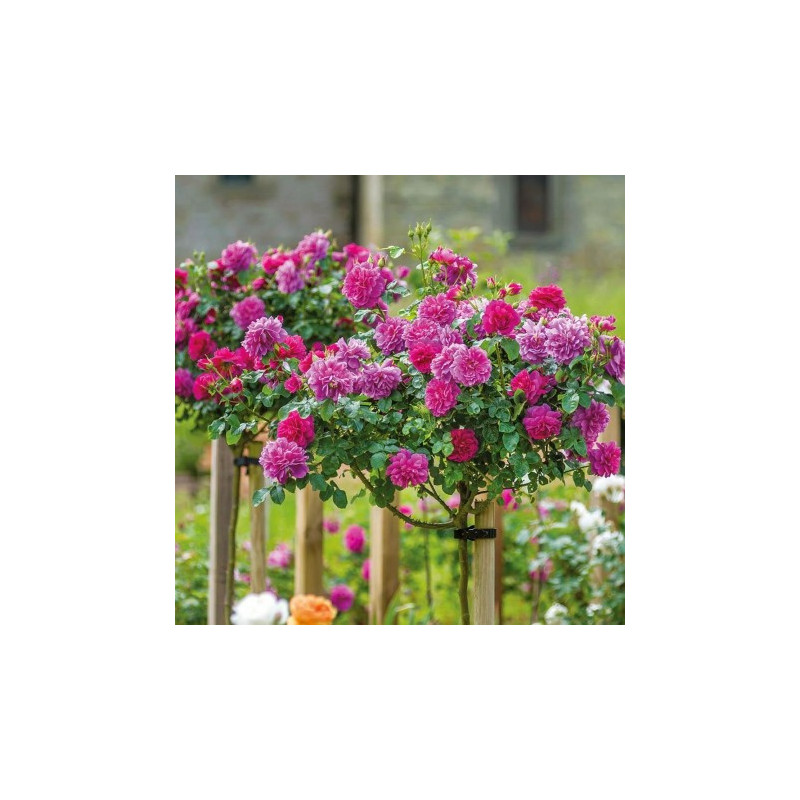 Pachet 12 Trandafiri Pomisor de Gradina in Ghiveci 5L, 170cm
