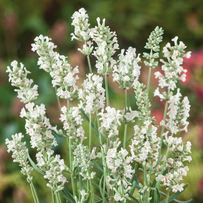 Lavandă Albă Ghiveci 35-40cm - Parfum și Eleganță