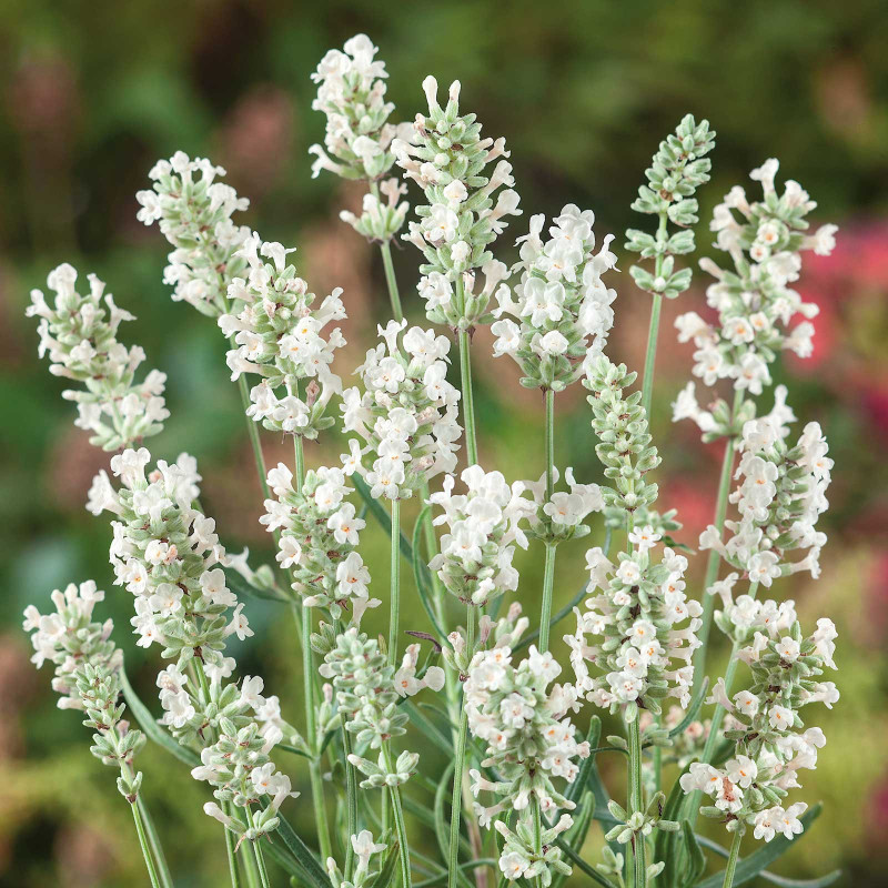 Lavandă Albă Ghiveci 35-40cm - Parfum și Eleganță