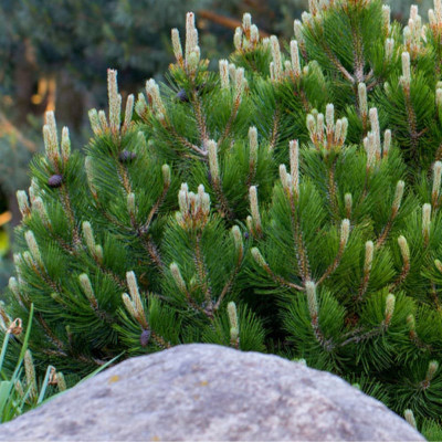 Pinus Mugo "Pumnillo" - Pin Pitic - Ghiveci 3L - 50-60cm