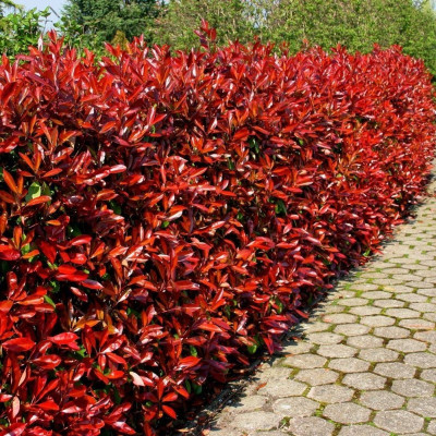 Photinia Red Robin: Fotinia Arbust Pitic Rosu Ghiveci 5L.
