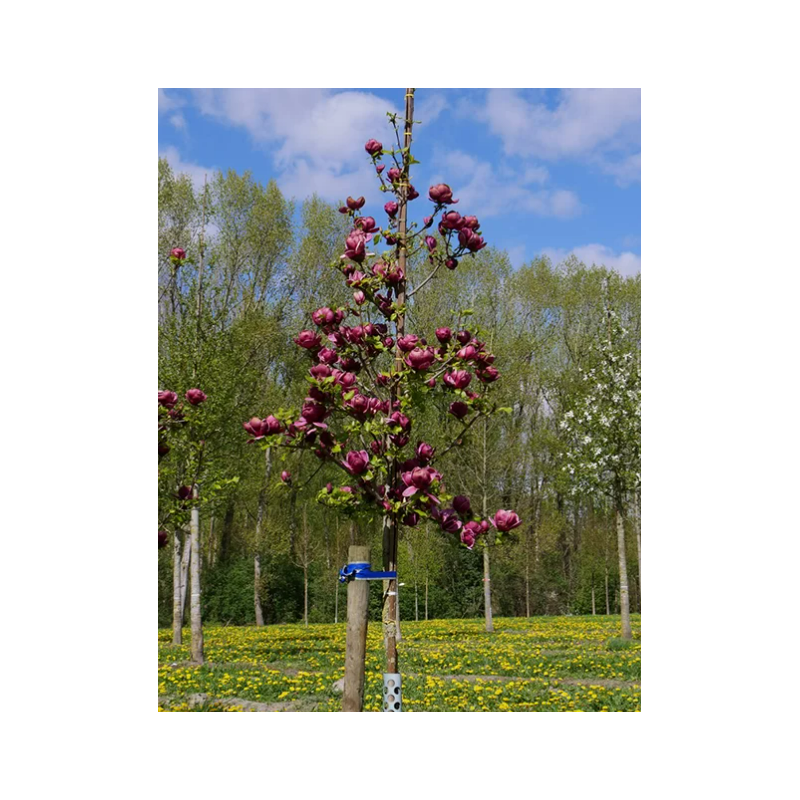 Magnolia Genie Rosie in Ghiveci de 2L Inaltime Planta 40-50cm