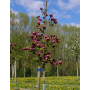 Magnolia Genie Rosie in Ghiveci de 2L Inaltime Planta 40-50cm