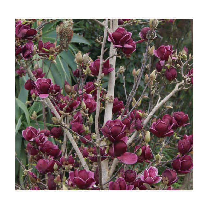 Magnolie Rosie Pure Red in Ghiveci 2L Inaltime Planta 40-50cm