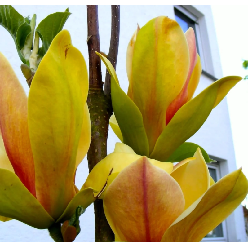 Magnolie Galbena Sunsation Ghiveci 2L inaltime 40-50cm