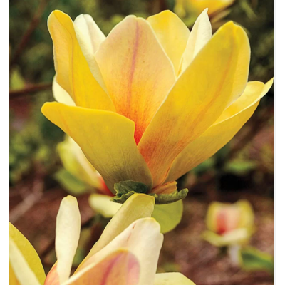 Magnolie Galbena de Vanzare la Ghiveci 2L Inaltime 40-50cm