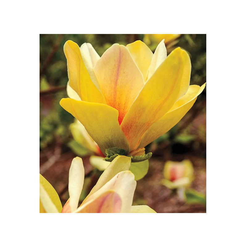 Magnolie Galbena de Vanzare la Ghiveci 2L Inaltime 40-50cm