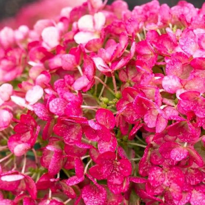 Hortensie Macrophylla Little Rossi Ghiveci 3L 20-25 cm - Bulbshop