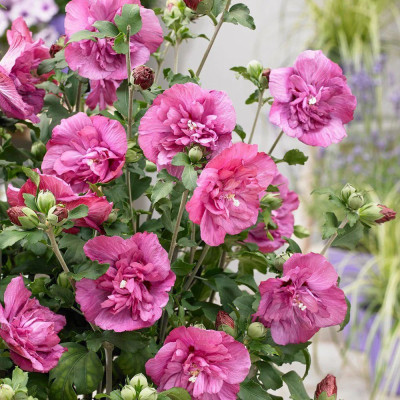 Hibiscus Sryiacus "Woodbridge" Ghiveci 3L 50-60cm