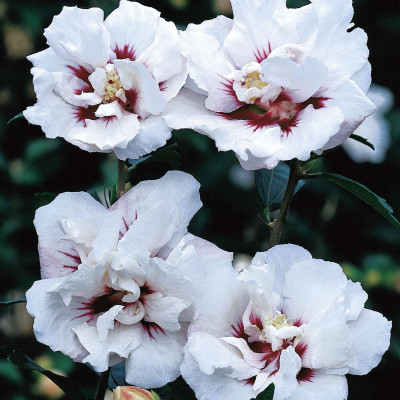 Hibiscus Syriacus "Speciosus" Ghiveci 3L 50-60cm