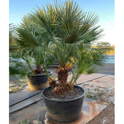 Palmier Evantai Decorativ, Areca Cycas la Ghiveci 5L.