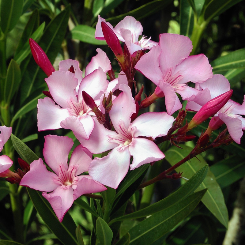 Leandru Pink Star | Roz Delicat, Stea a Verii | Ghiveci 2L.