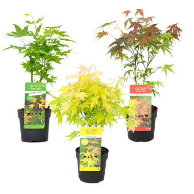 Artar Japonez " Pachet Promo 3 Soiuri" Ghiveci 2L 40-50cm