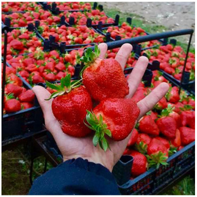 6 Stoloni Căpșuni Roxana: Soi Românesc Productiv la Ghiveci.