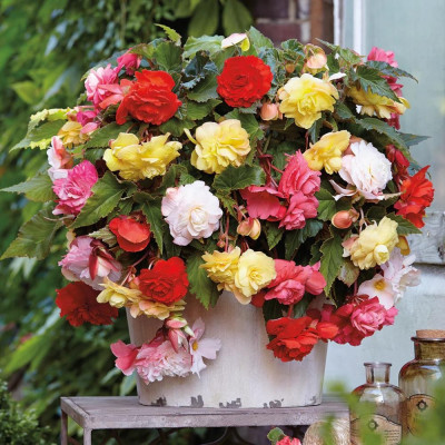 Pendula Begonia Curgătoare Mix 5 Culori (10 Bulbi) | Bulbshop.ro