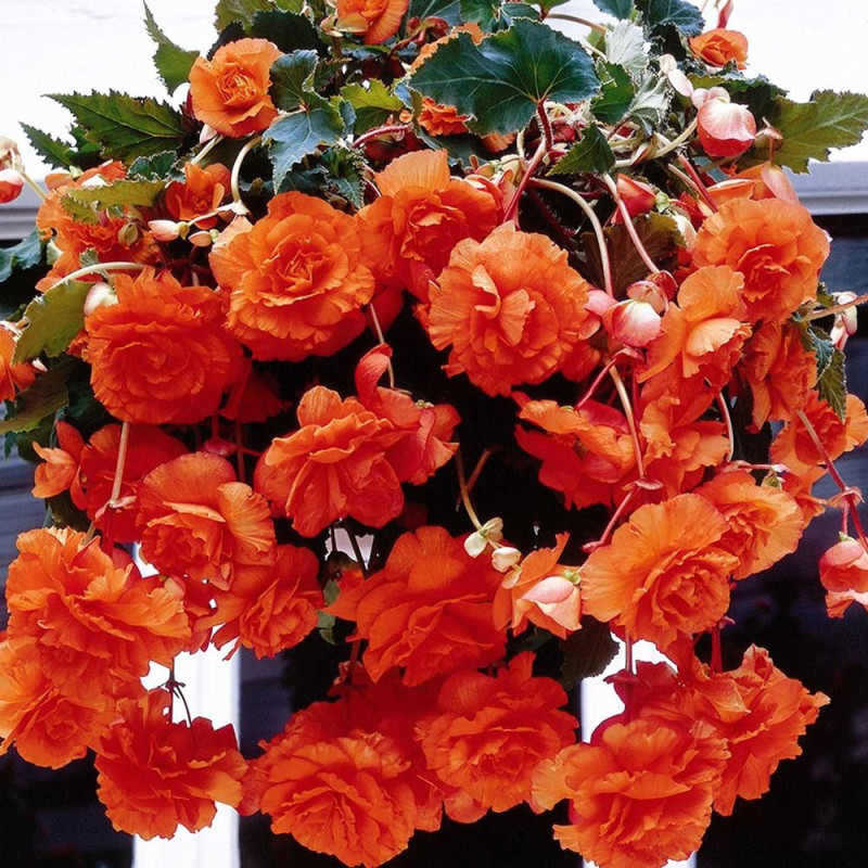Begonii: Begonia Curgatoare  Grandiflora cu Flori Mari Rosii.