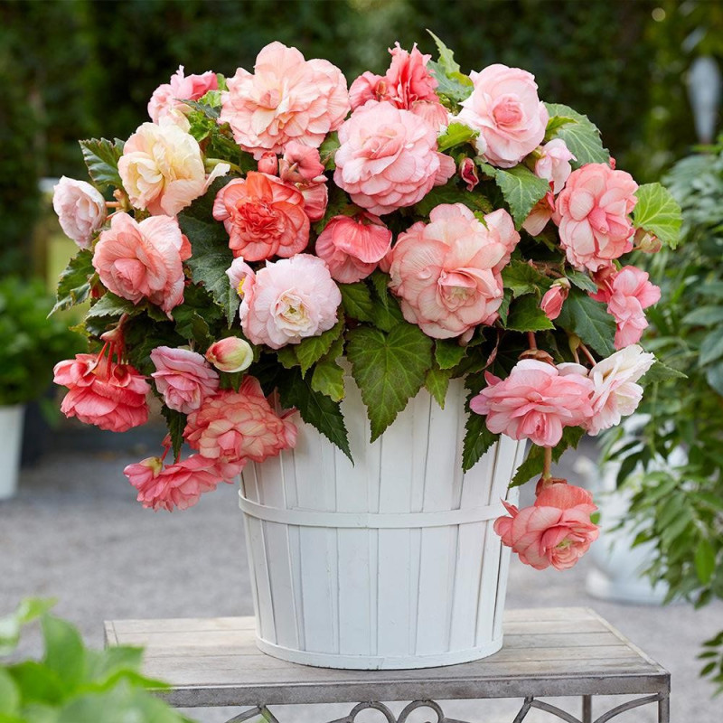 Begonia Pendula Rosea Grandiflora.