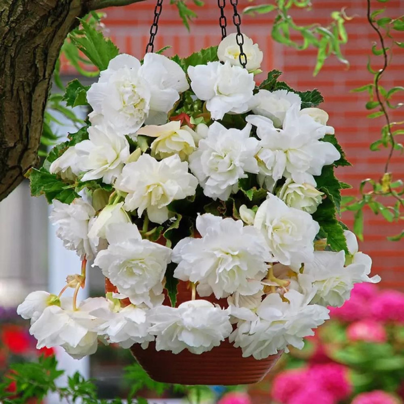 Begonia Curgătoare Grandiflora Albă.