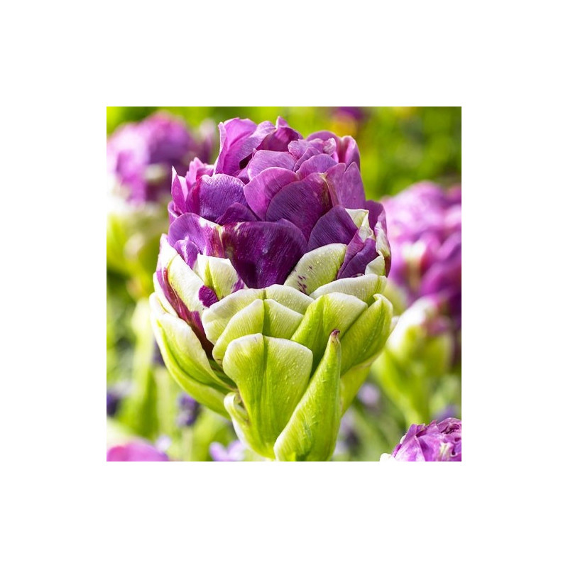 Bulbi Lalele Exquisit 12+ (Tip Ice Cream, Violet-Magenta) | Bulbshop.ro